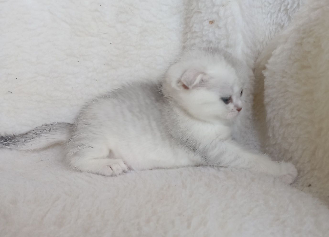 Шотландские, вислоухие и прямоухие котята скоттиш фолд и скоттиш страй
