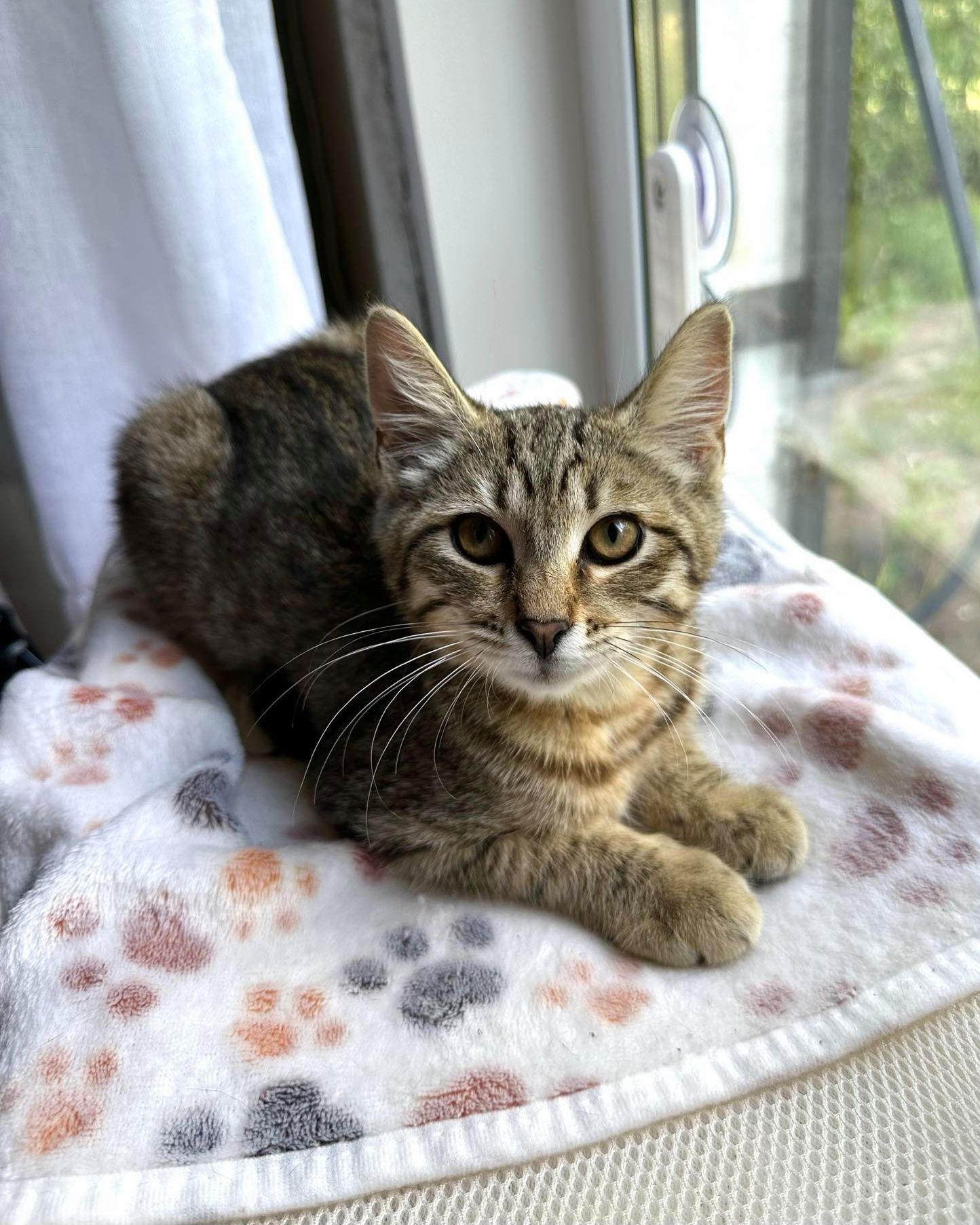 Полосатый котёнок мальчик ищет дом! Котята! Отдам в хорошие руки!