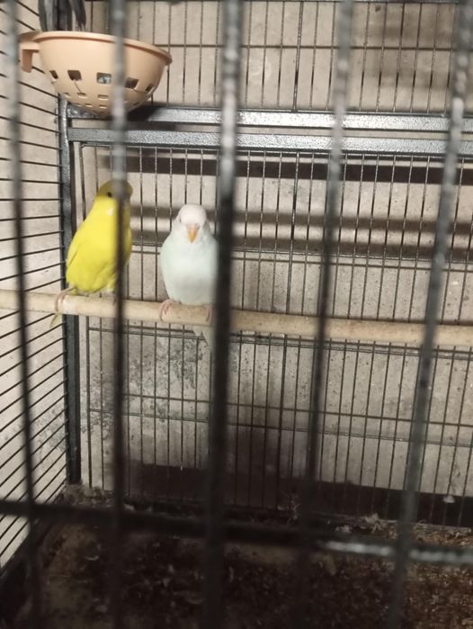 Papugi  papużki ptaszki