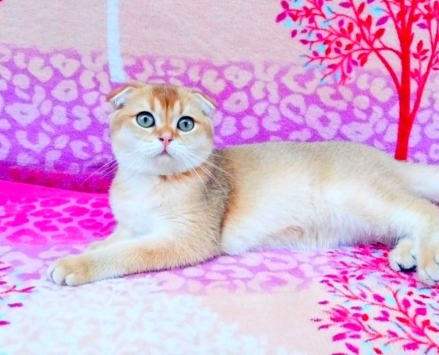 Золотая куколка шотландочка