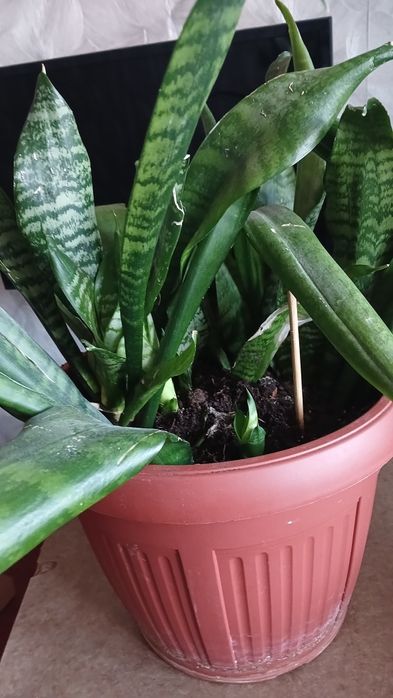 Сансеверия комнатное растение  100 гривен за весь