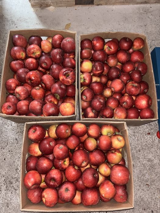 Продам домашні яблука