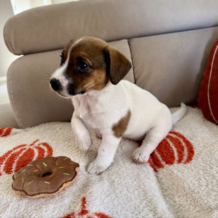 Jack russel terrier suczka