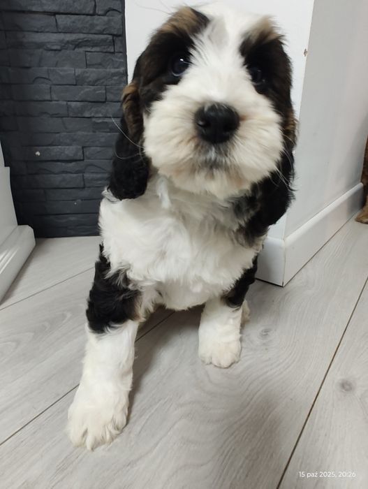 UNIKAT Cockapoo Girl