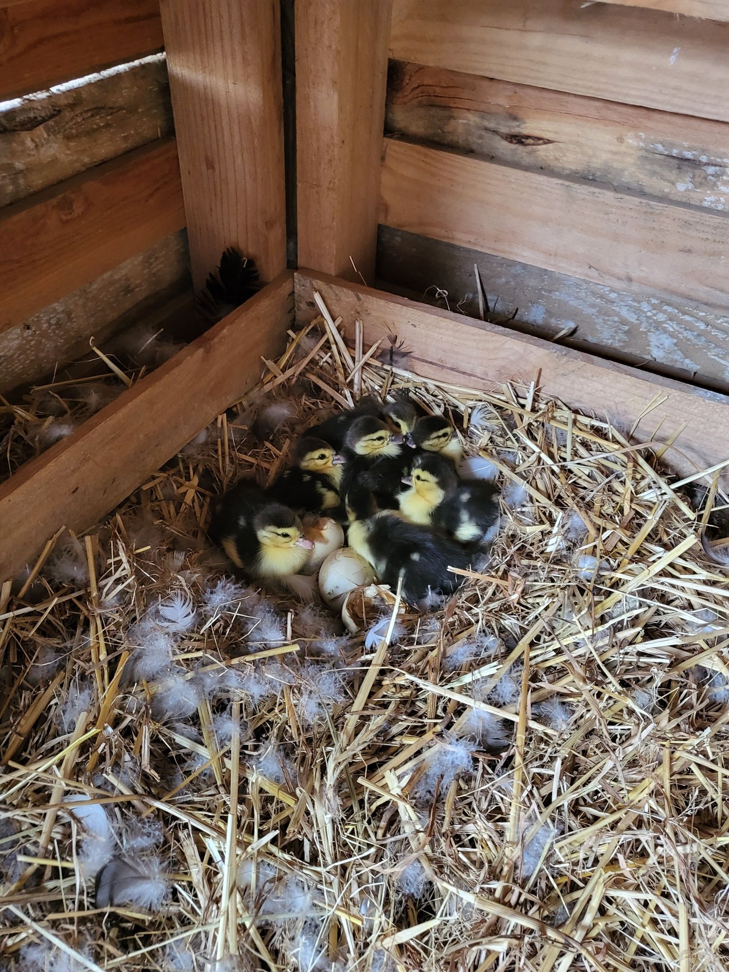 Patos mudos para venda