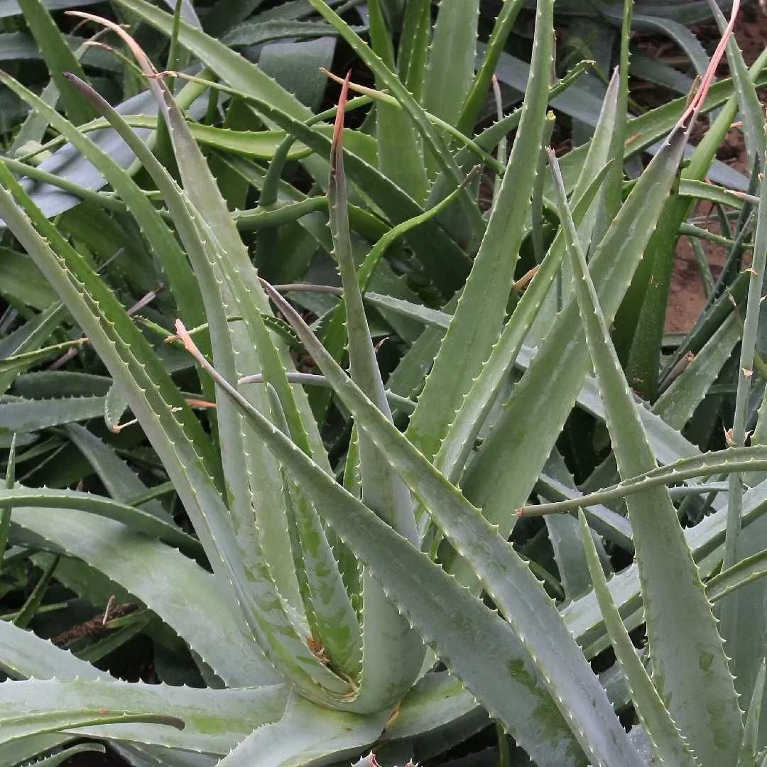 Aloe Vera para venda