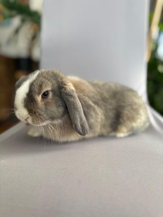 Królik miniaturka