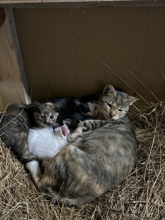 Oddam za darmo kotki