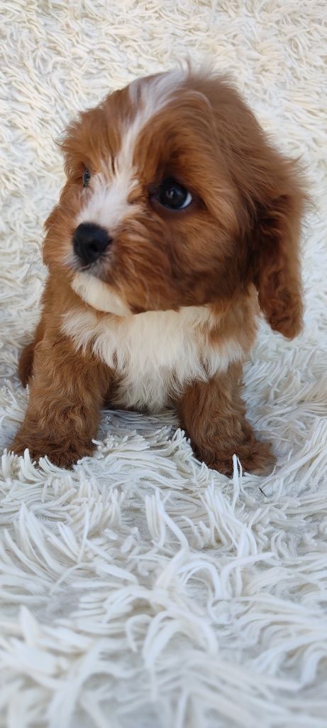 **Cavapoo**Chłopak**