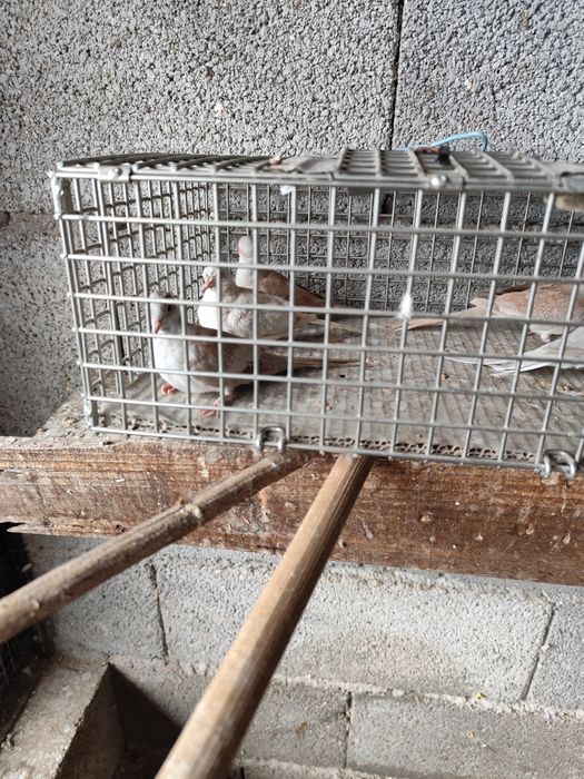 ROLAS Damantes Bejes