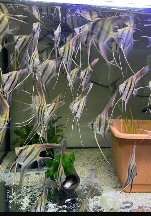 Skalar Altum Orinoko