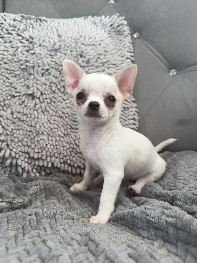 Chihuahua chlopczyk IVAN