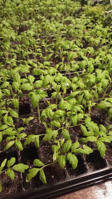 Rozsada hurt i detal - zamówienia