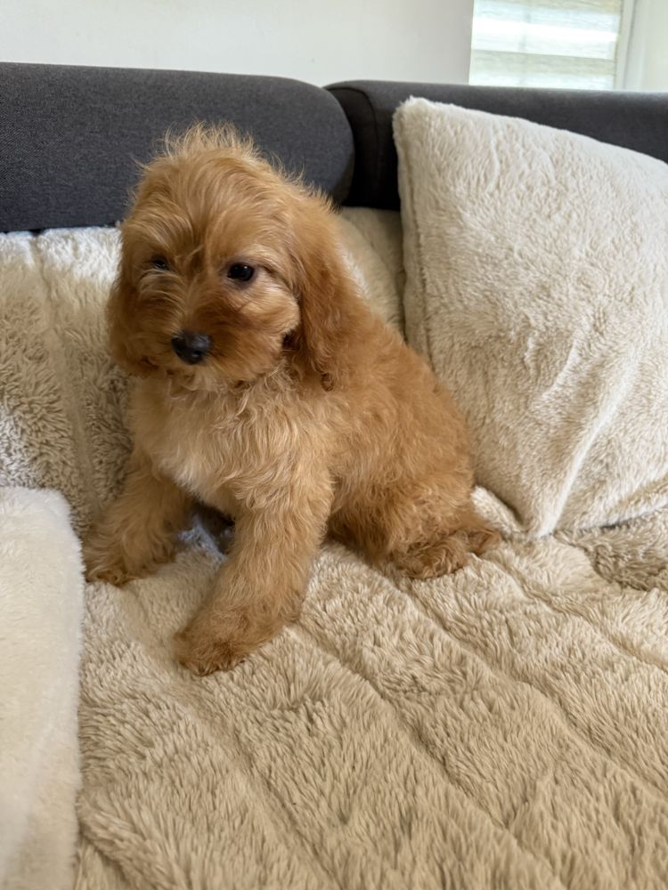 Cavapoo śliczna sunia