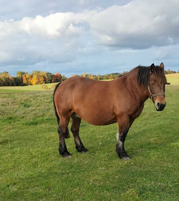 Sprzedam klacz źrebną