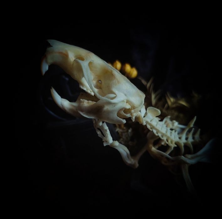 Taksydermia szkielet szczura