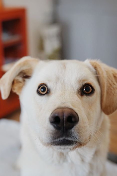 Cudowny Aki szuka domu