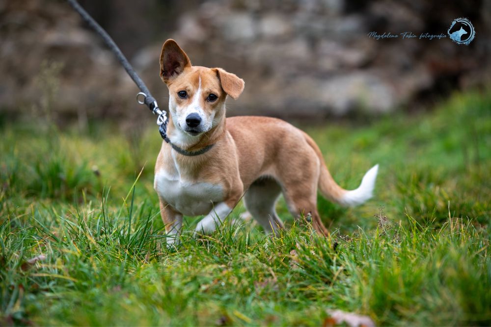 Młoda sunia Szajba szuka domu