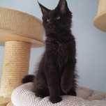 Maine Coon Koteczka prawa hodowlane