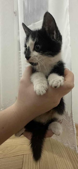 Oddam kotki w dobre ręce  ogłoszenie prywatne