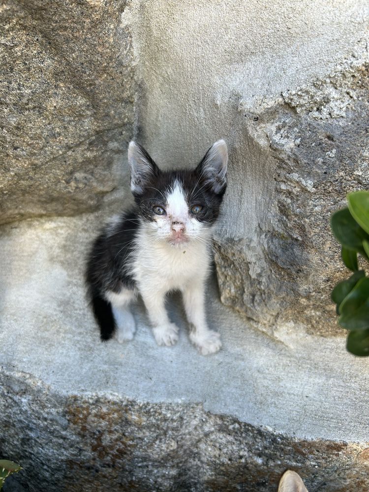 Gatos para adoção