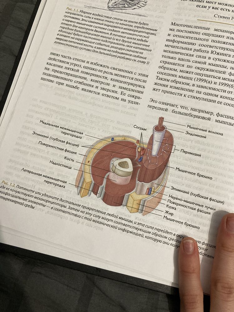 книга Рождённый ходить