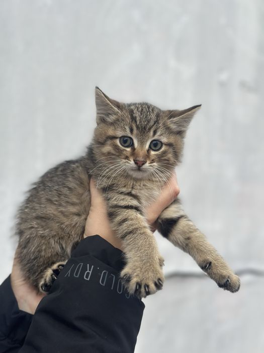 Кошеня (хлопчик)