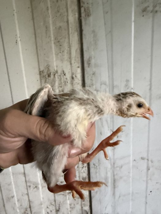 Pintos de galinhas de angola/ fracas