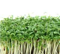 Зростаюча мікрозелень крес-салат