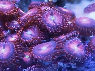 KORALOWIEC MORSKI Zoanthus Purple bee Akwarium morskie WYSYŁKA