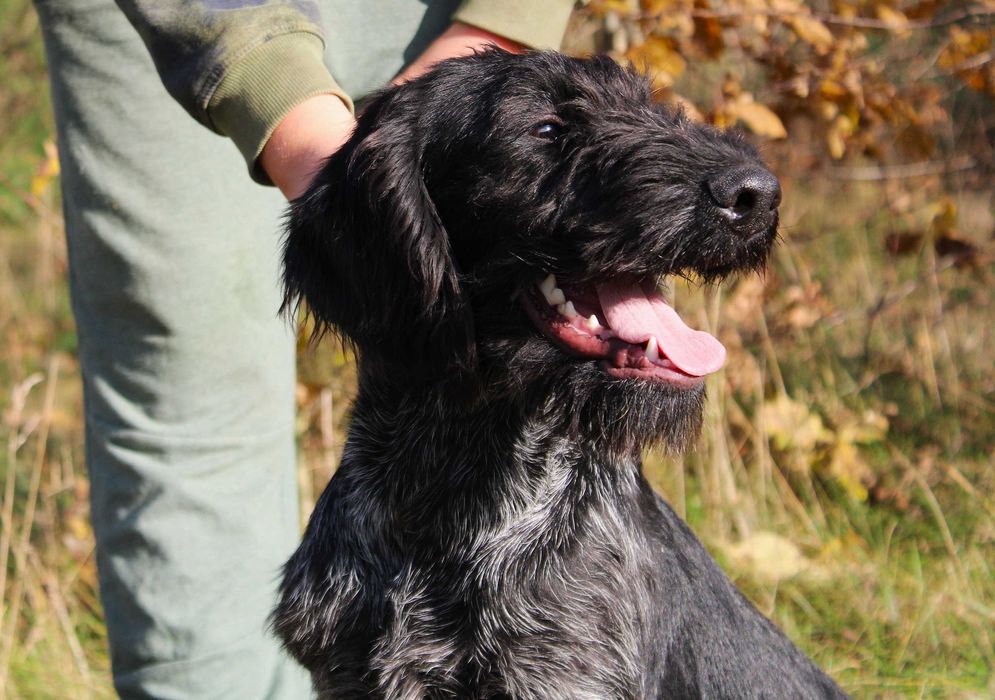 Wyżeł niemiecki szorstkowłosy / czarny deresz