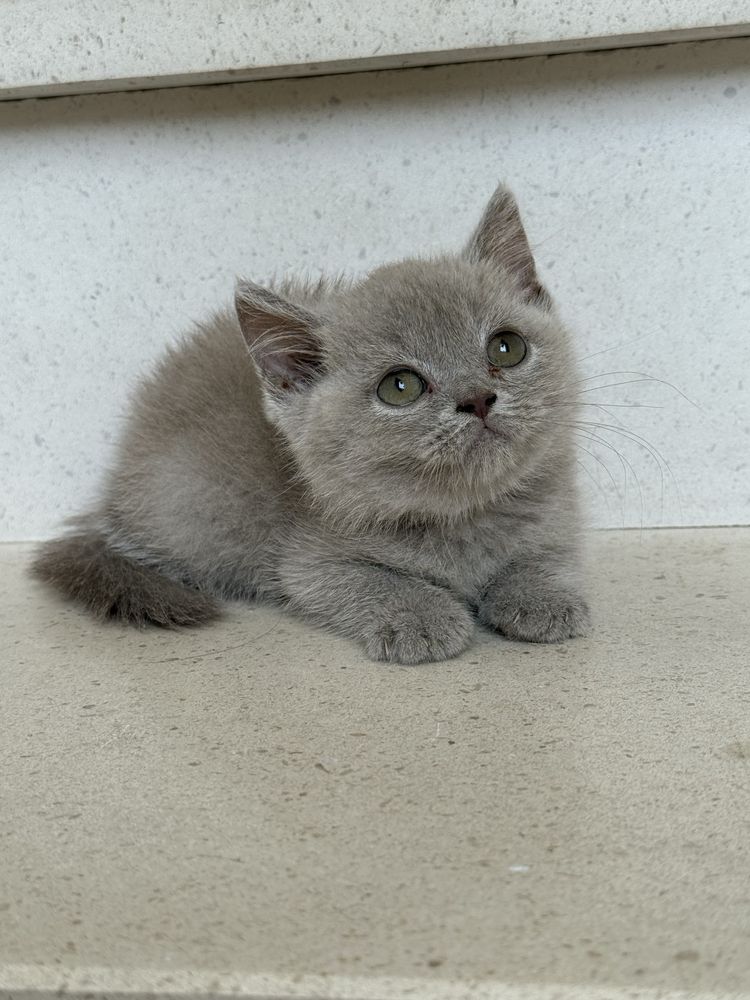 Gatinho macho british shorthair