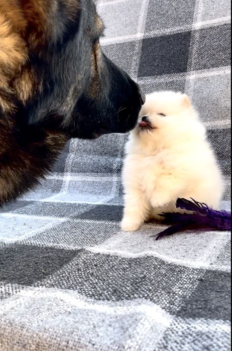 Настоящая куколка