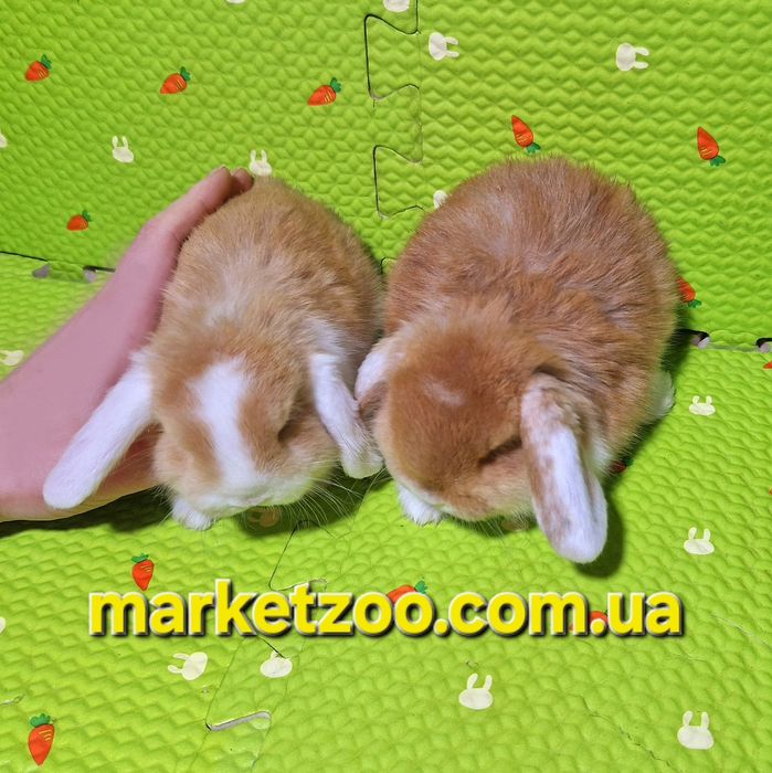 Солоденькі малюки Mini Lop чекають! Карликовые кролики