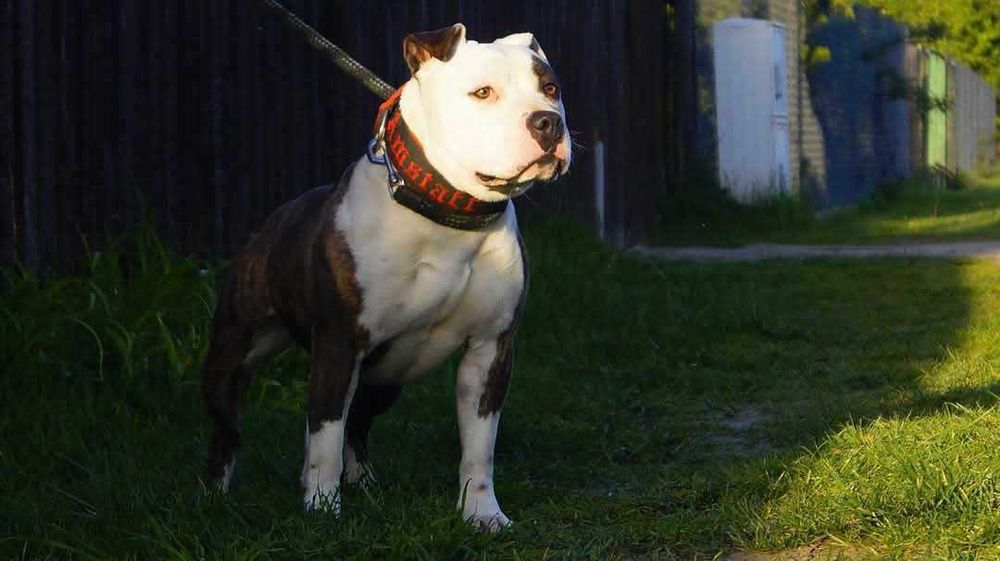 Amstaff z rodowodem, piekne szczenięta, bialoglowy samiec Louis