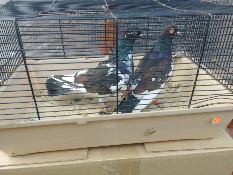 Gołębie zamojskie i roztoczańskie