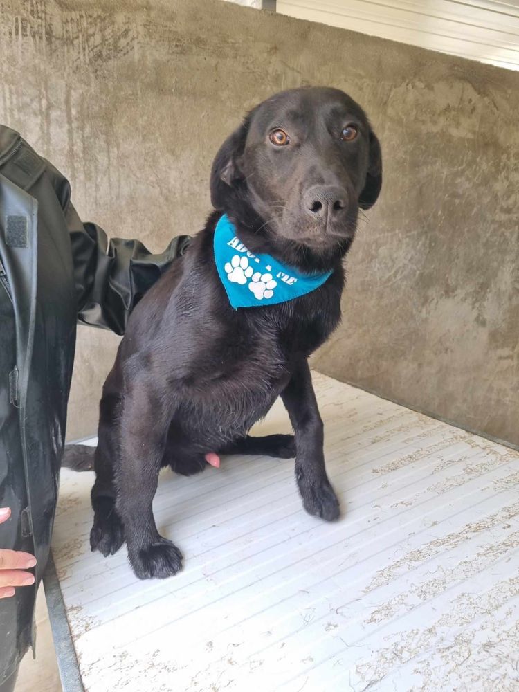 Buddy - 8 meses, xLabrador Retriever