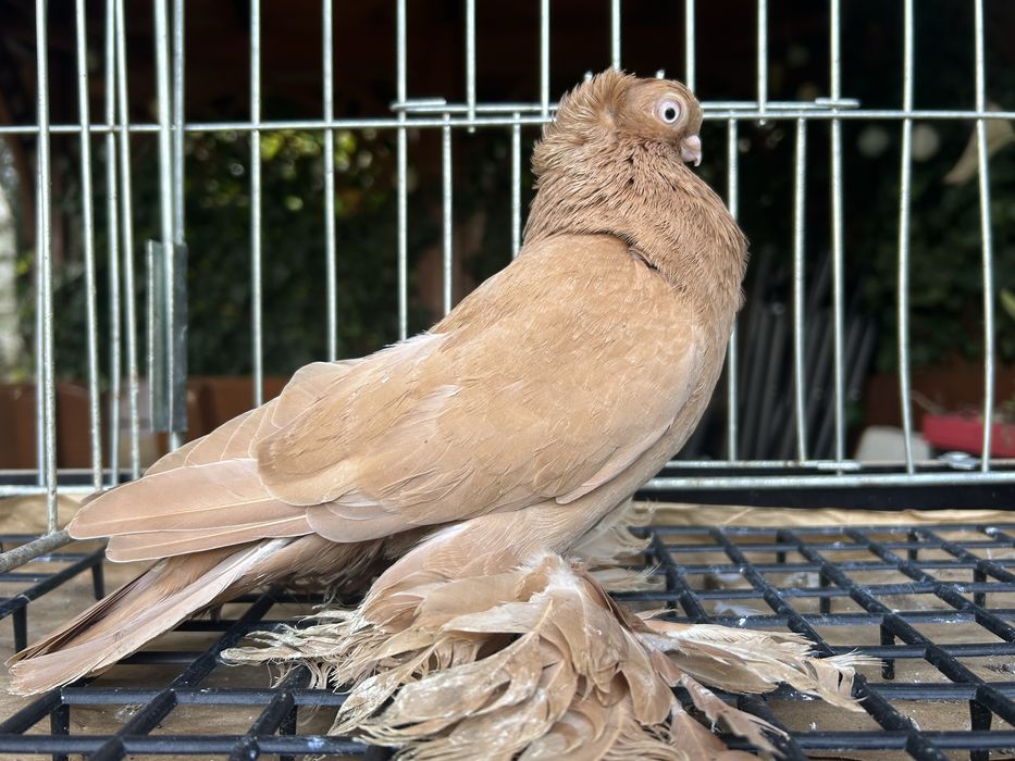 Gołębie ozdobne. Wywrotek suwalski (mazurski) samiczka 2025r