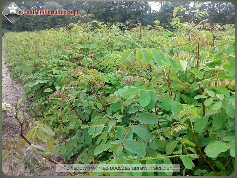 Robinia biała (akacja) - sadzonki 80-120 cm - Wysyłamy kurierem