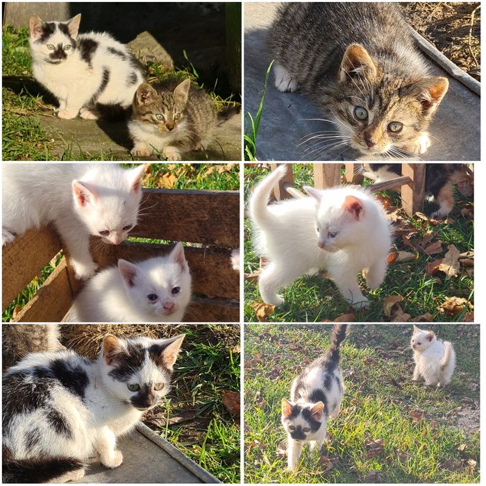 Oddam małe kotki w dobre ręce