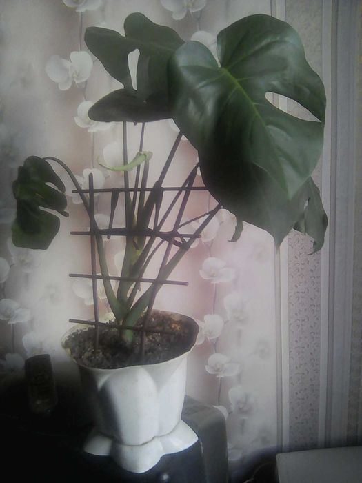 Продам монстеру.