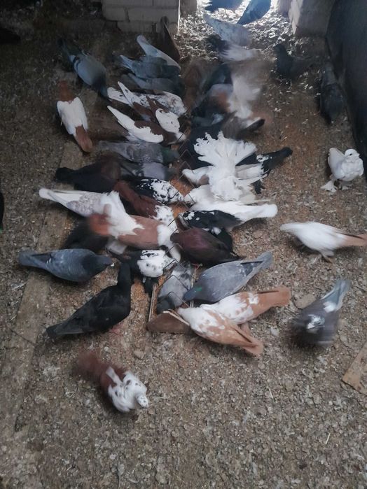 Gołębie ozdobne opale andaluzy widyny gile mewki staluchy wywrotki