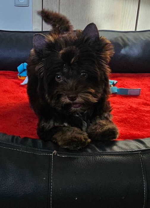 Yorkshire terrier -york chocolate