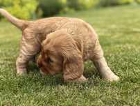 Cocker spaniel angielski - suczka Amber
