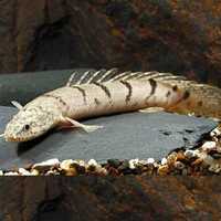 Polypterus delhezi