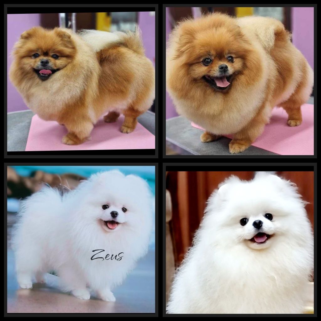 Szpic miniaturowy BOO Pomeranian ZKwP FCI