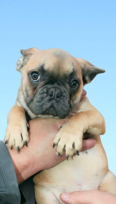 Бульдожка французкая девочка