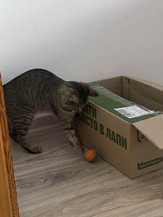 Кошенята хочуть в добрі руки