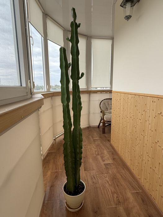 Кактус, висота 160см без горщика