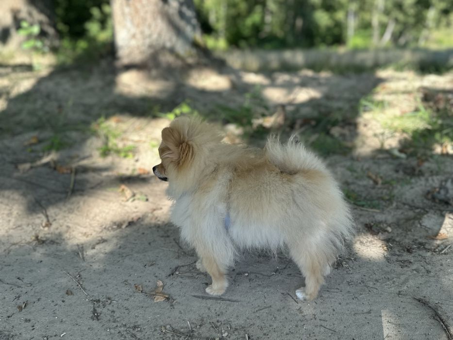 Pomeranian szpic miniaturowy FCI ZKwP